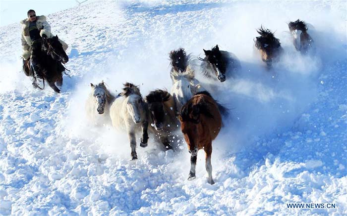 Apprivoisement de chevaux sur la neige dans le Nord de la Chine