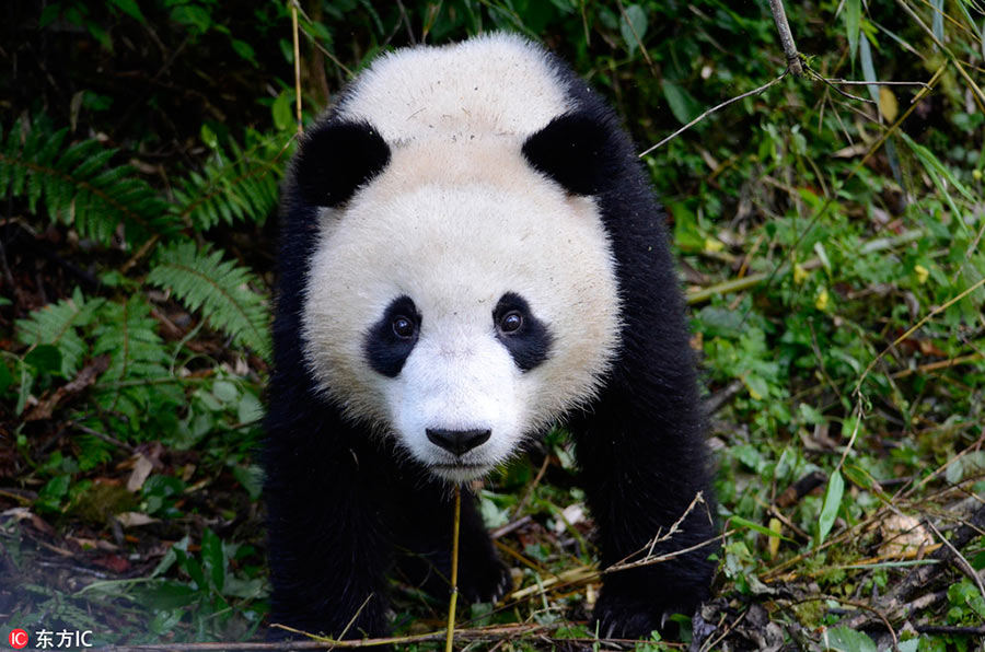 Le premier parc national des pandas de Chine à la recherche de son logo