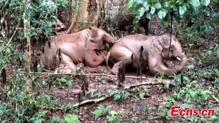Apparition d'éléphants sauvages dans une zone touristique du Yunnan