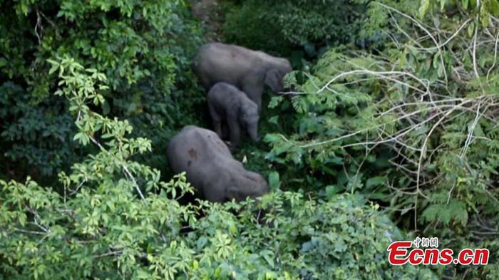 Apparition d'éléphants sauvages dans une zone touristique du Yunnan