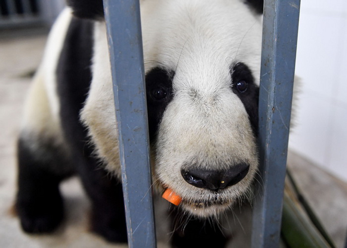 Changchun : les pandas chouchoutés en hiver