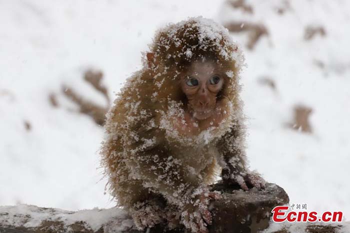 Henan : des macaques sauvages dans la neige