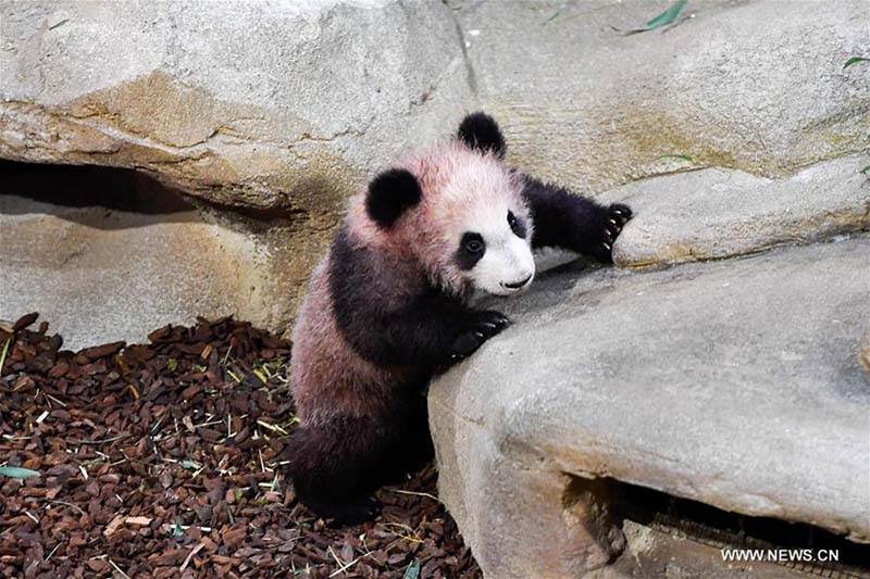 Débuts publics de Yuan Meng, le premier bébé panda né en France