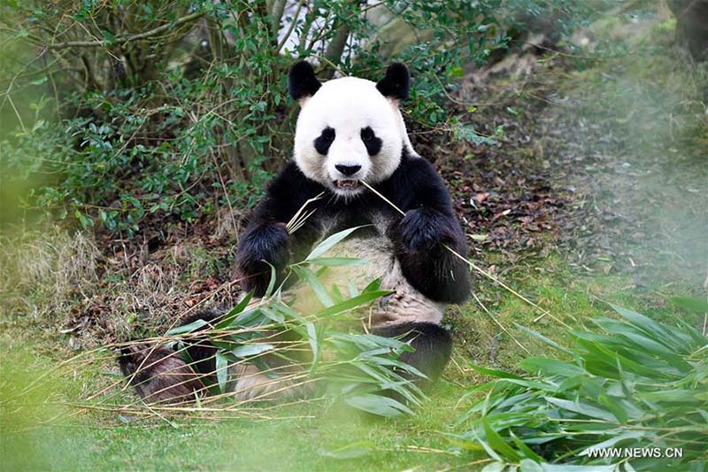 Débuts publics de Yuan Meng, le premier bébé panda né en France