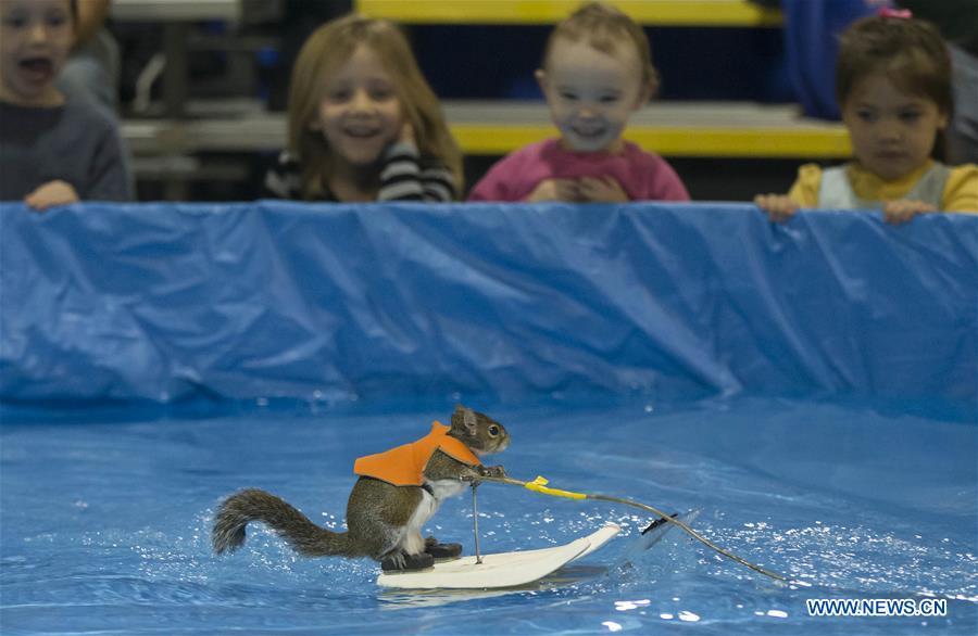 Quand un écureuil pratique le ski nautique