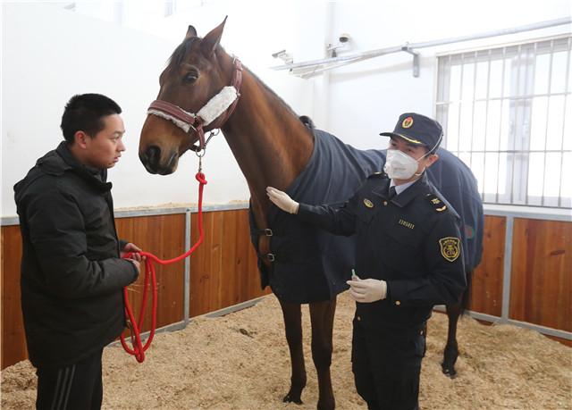 Le cheval offert par Emmanuel Macron à Xi Jinping