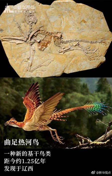 La France rend des fossiles à un musée du Liaoning