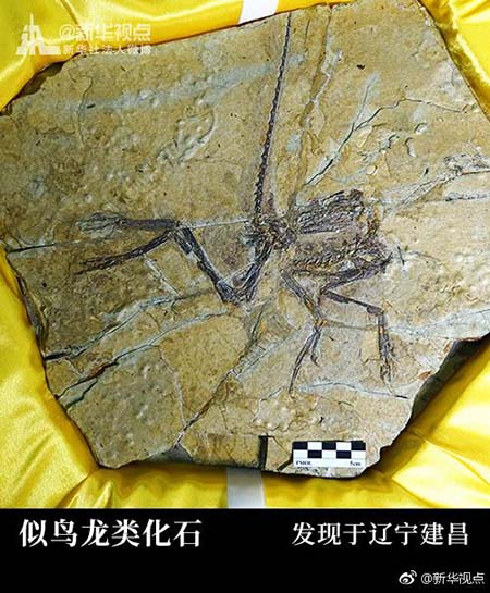 La France rend des fossiles à un musée du Liaoning