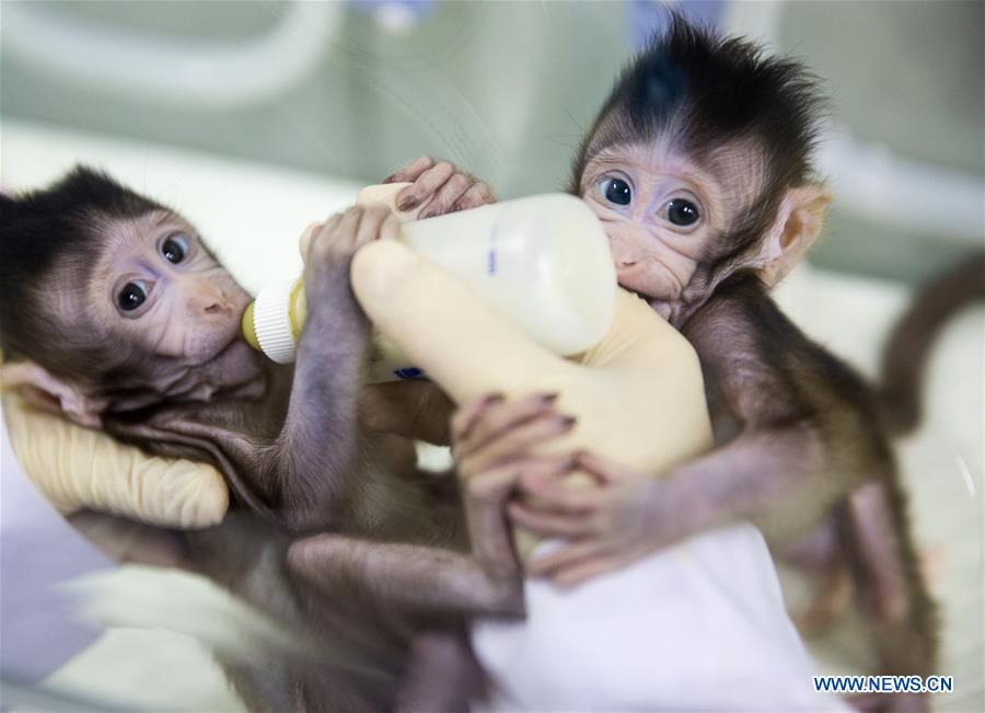 Chine : naissance des deux premiers macaques clonés au monde avec la technique utilisée pour Dolly