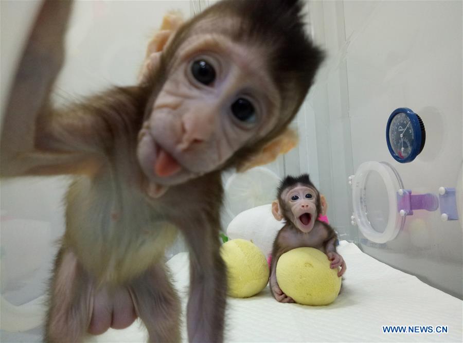 Chine : naissance des deux premiers macaques clonés au monde avec la technique utilisée pour Dolly