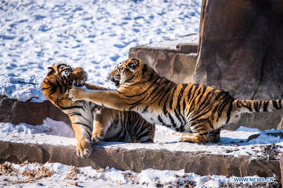 Harbin : des tigres de Sibérie entraînés pour pouvoir survivre dans la nature