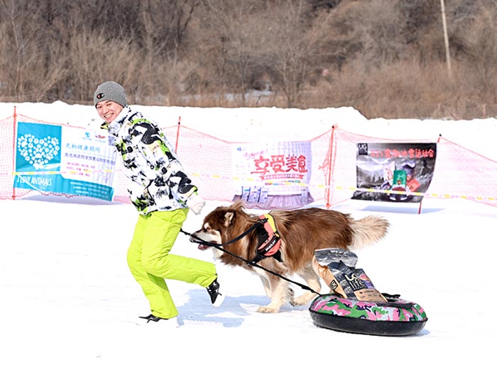 Des chiens en compétition sur la glace et la neige à Shenyang