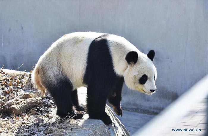 Réouverture au public de l'enclos des pandas géants du zoo de Tianjin