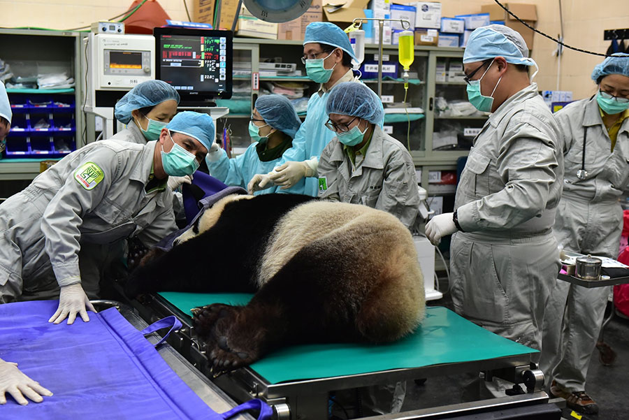 La femelle panda du zoo de Taipei peut-être mère à nouveau après insémination
