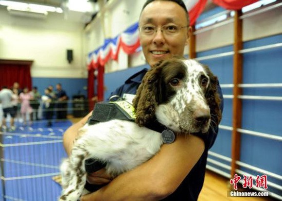Chine : des vols gratuits aux chiens d'assistance