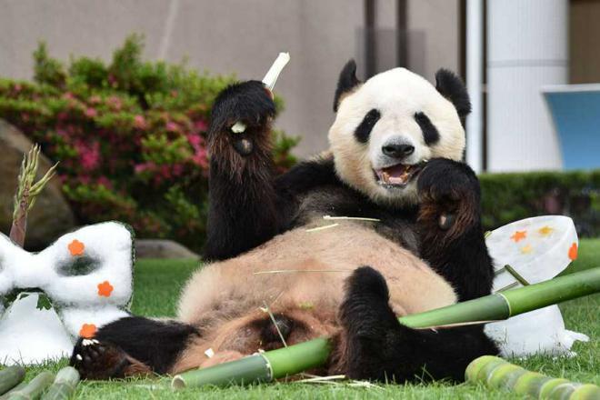 Un panda gagne le prix du meilleur animal au Japon