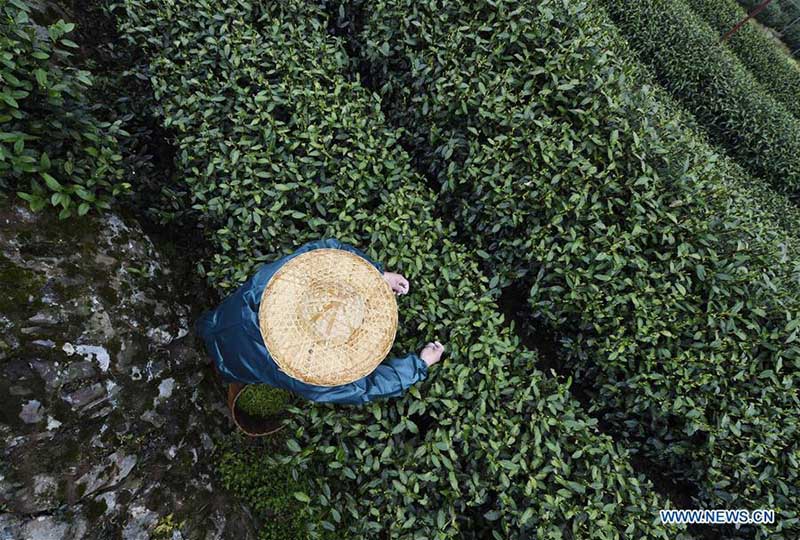 Début de la saison de la récolte du thé Longjing à Hangzhou
