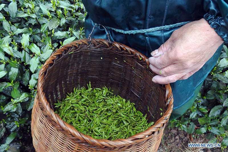 Début de la saison de la récolte du thé Longjing à Hangzhou