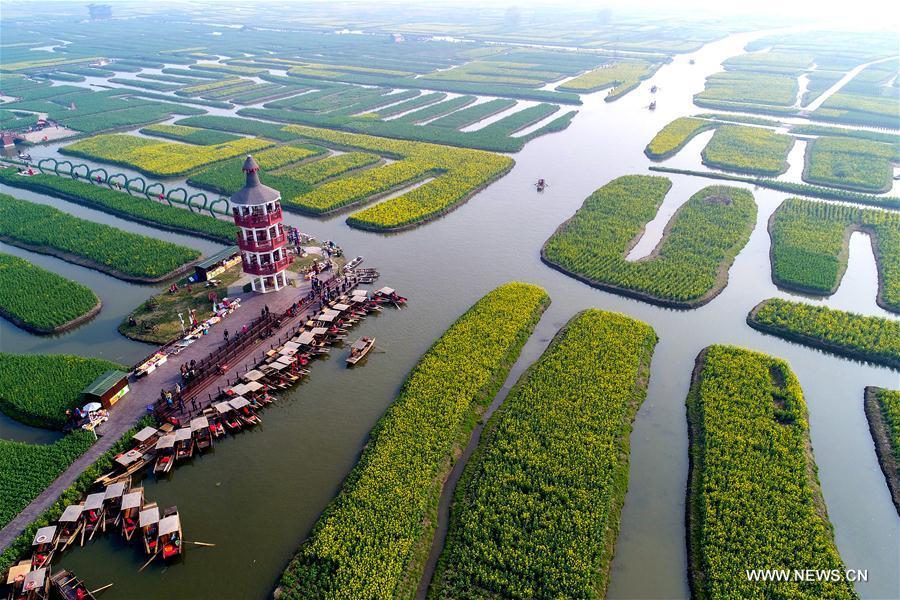 Jiangsu : vue aérienne de fleurs de colza