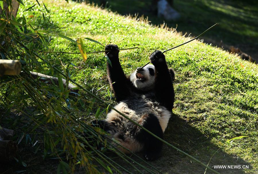 40e anniversaire de l'arrivée des pandas géants en Espagne