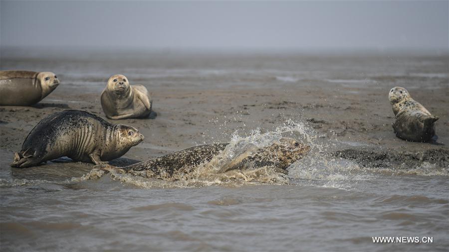 Apparition de phoques sur les côtes nord-est de la Chine