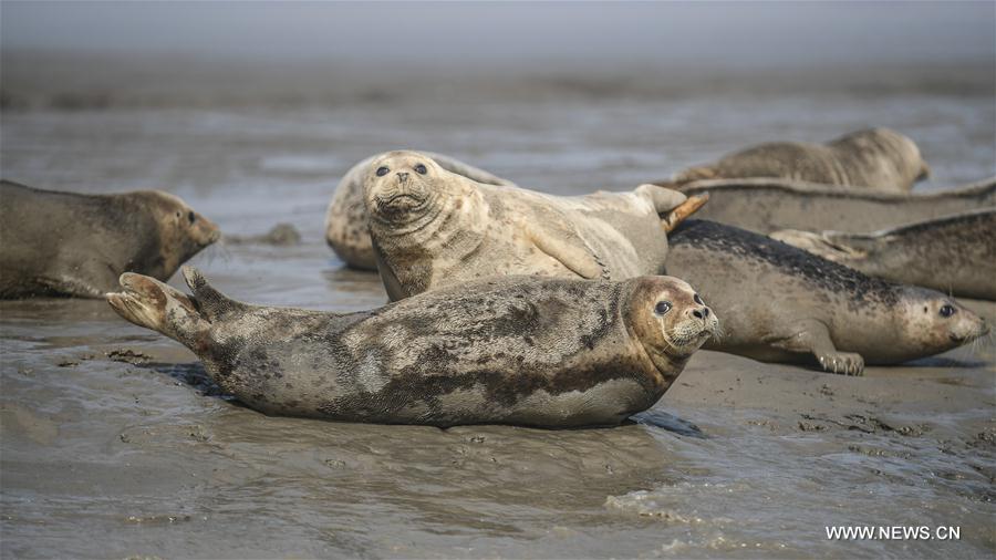 Apparition de phoques sur les côtes nord-est de la Chine