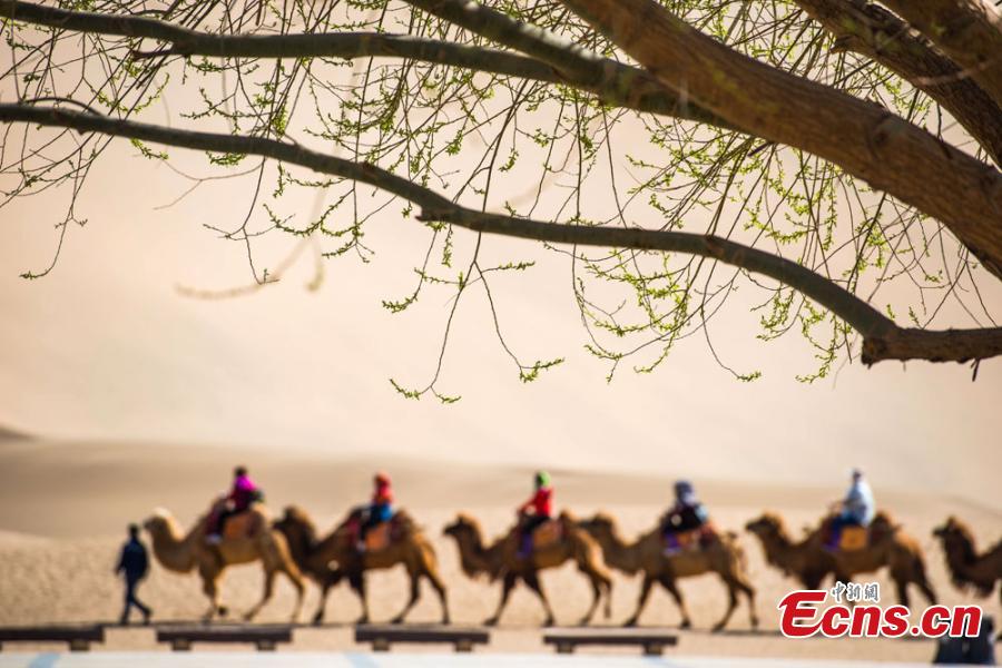 Afflux de touristes vers les « sables chantants » de la Dune de Mingsha à Dunhuang