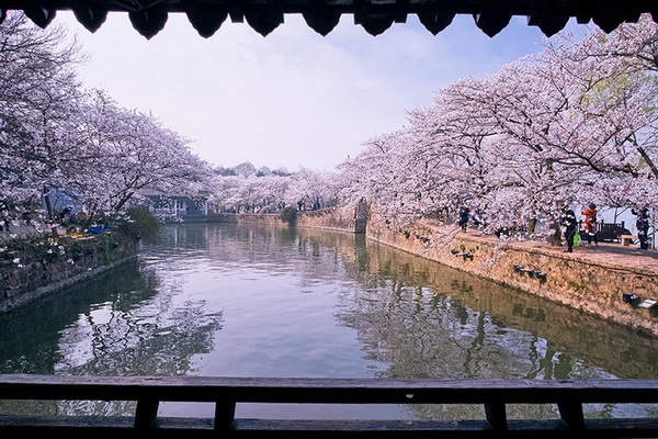 La beauté tranquille de Wuxi parée de fleurs de cerisier