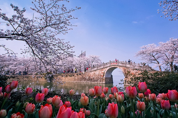 La beauté tranquille de Wuxi parée de fleurs de cerisier