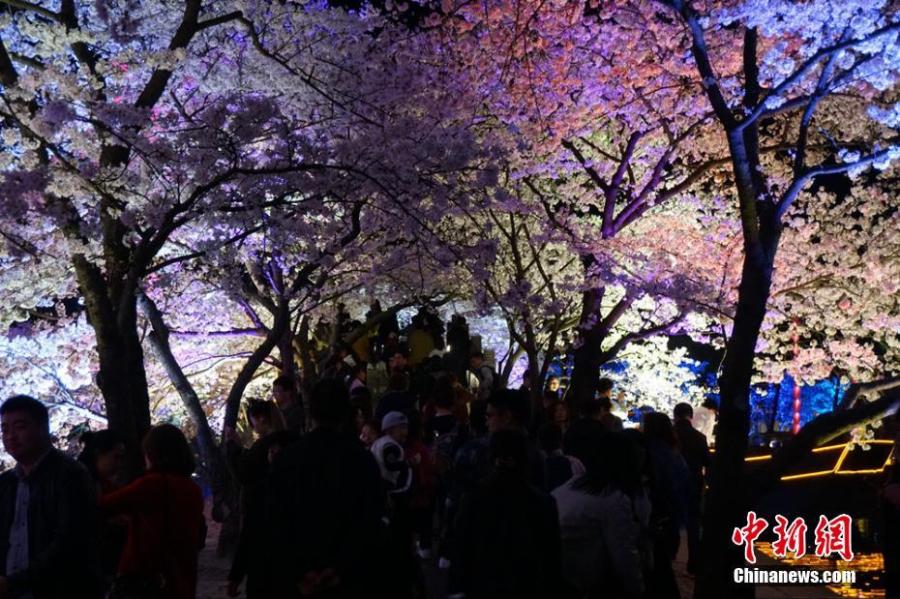 Wuxi : la beauté des fleurs de cerisier dans la nuit