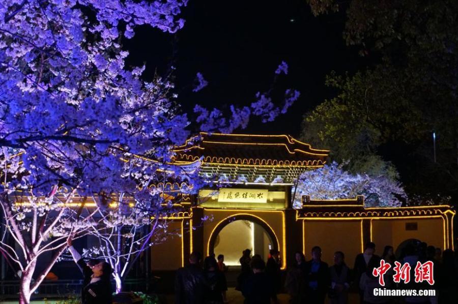 Wuxi : la beauté des fleurs de cerisier dans la nuit