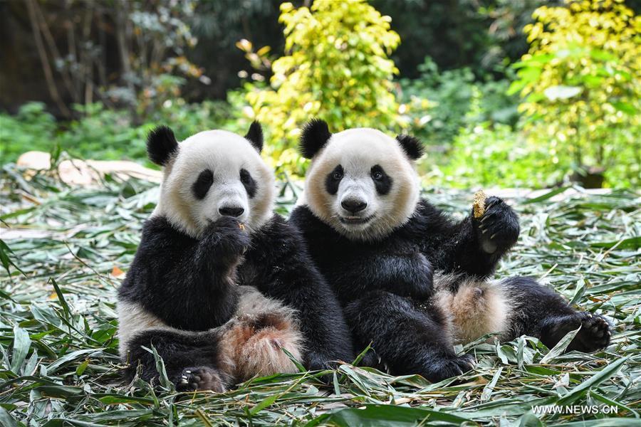 Guangzhou : les pandas géants jumeaux bientôt sevrés