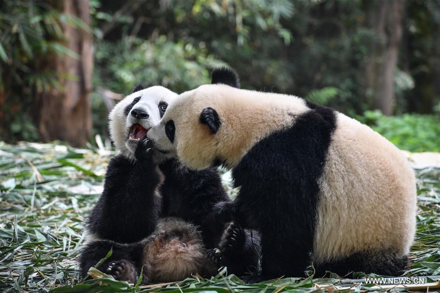 Guangzhou : les pandas géants jumeaux bientôt sevrés