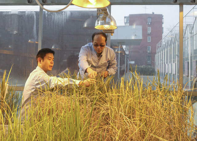 Des chercheurs chinois découvrent les premières traces du riz en culture