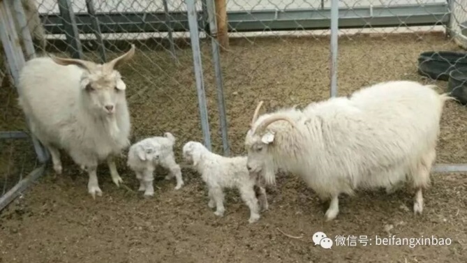 Naissance de petits de la première chèvre cachemire clonée au monde en Chine