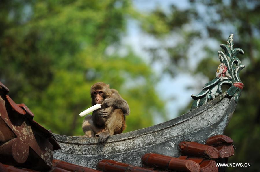 Des macaques jouent dans le parc Qianlingshan de Guiyang
