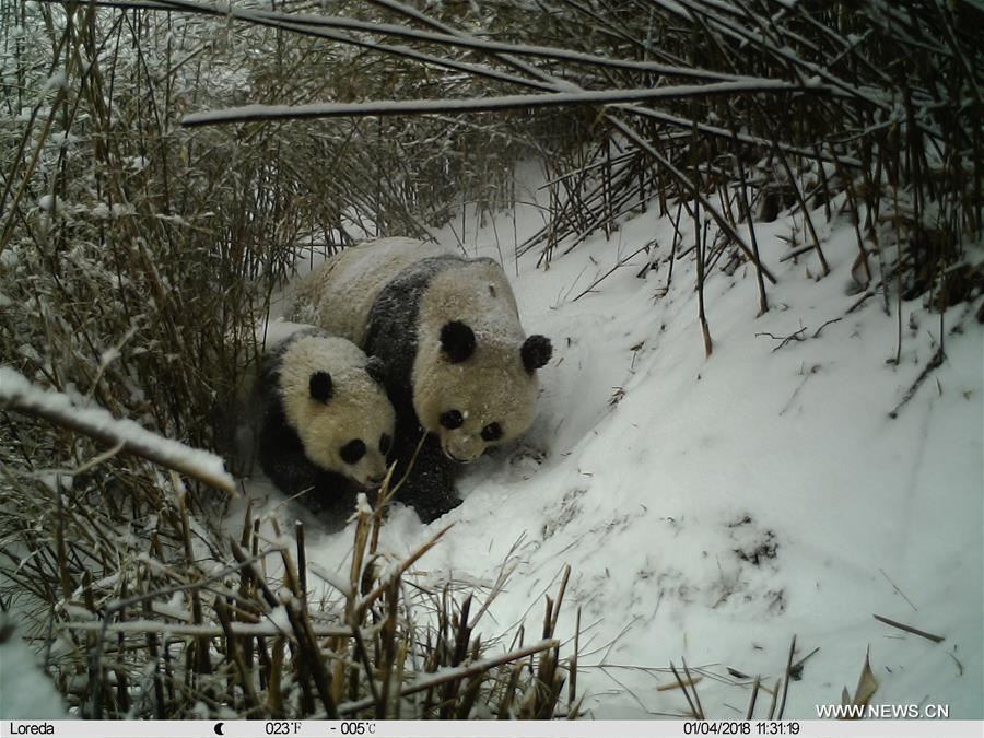 Une femelle panda géant et son petit pris en photo dans le nord-ouest de la Chine