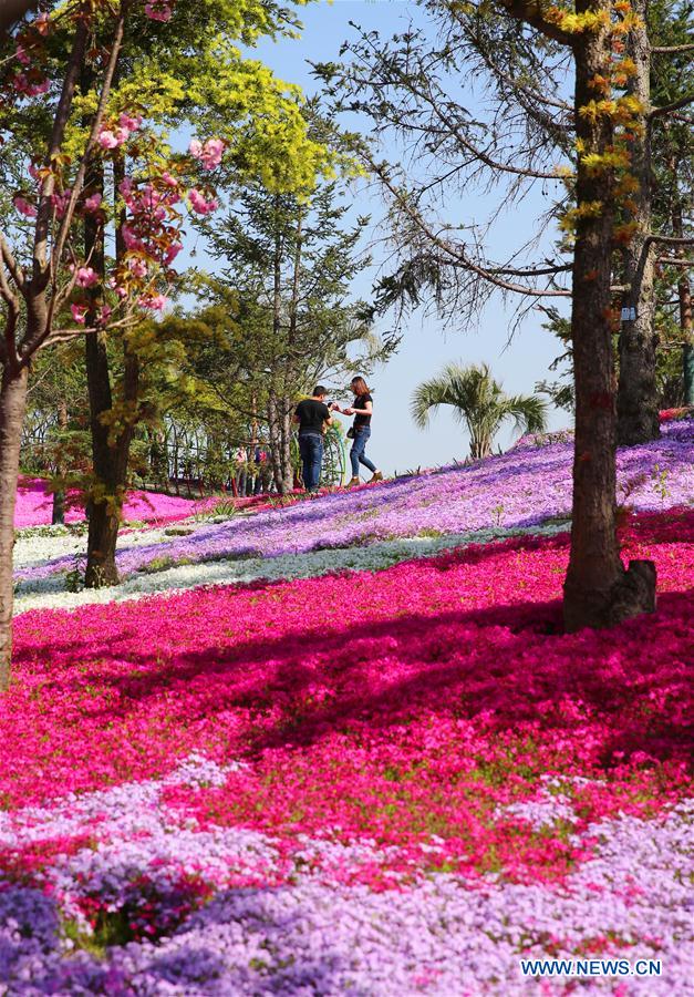 Jiangsu : les magnifiques paysages de fleurs épanouies de Nantong