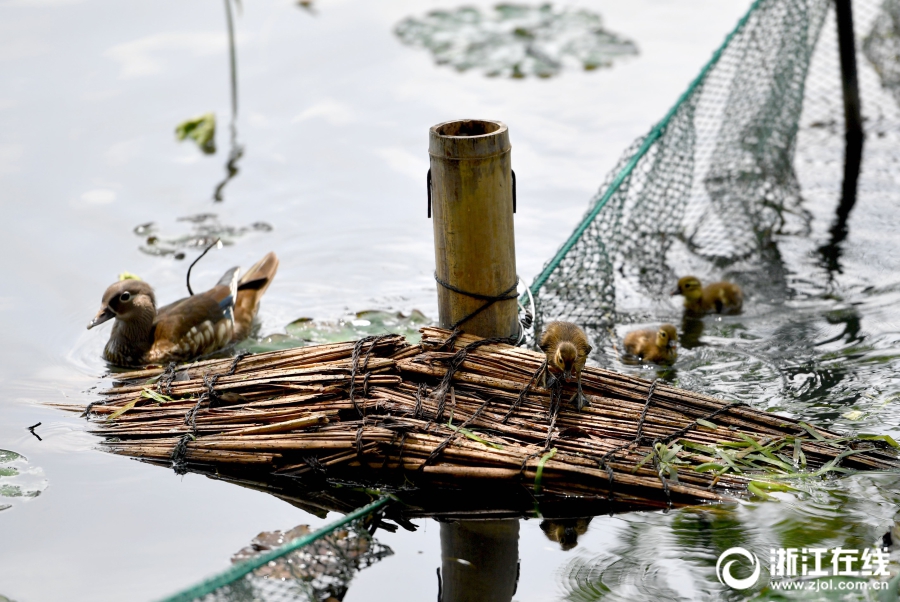 Un pont de la compassion pour les canards du lac de l'Ouest