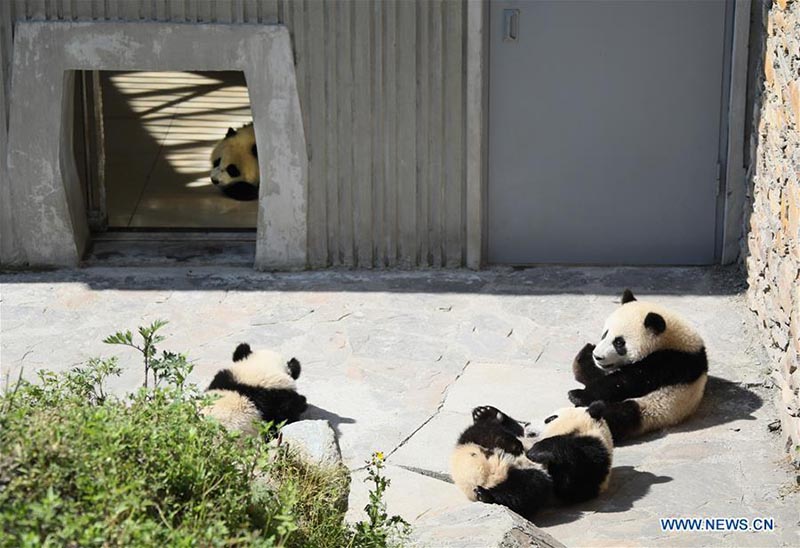 La base de Shenshuping abrite désormais plus de 50 pandas géants