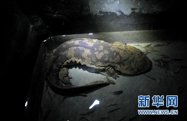 La salamandre géante de Chine menacée d'extinction par la demande humaine