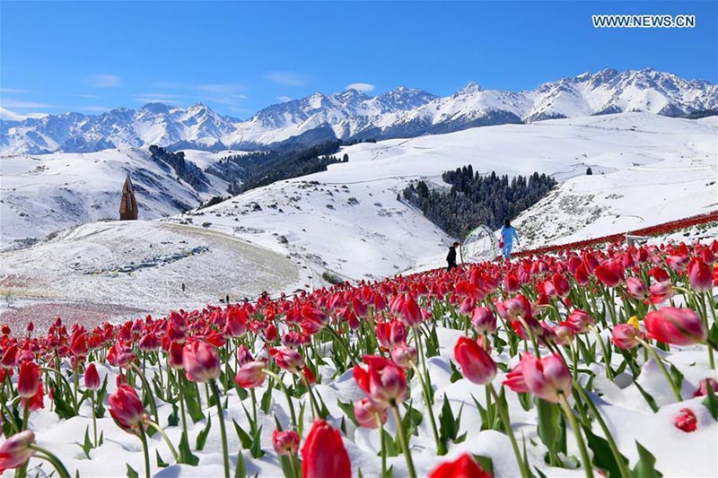 Des tulipes fleuries sous la neige dans le nord-ouest de la Chine