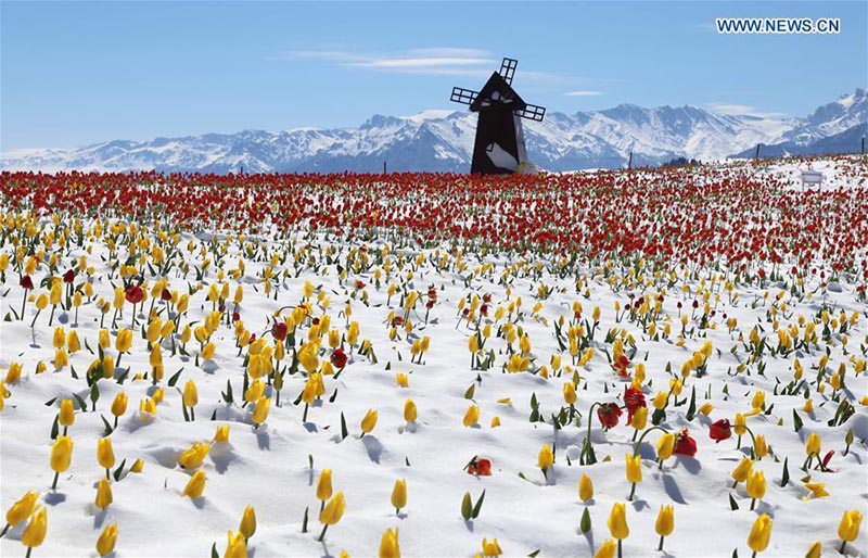 Des tulipes fleuries sous la neige dans le nord-ouest de la Chine