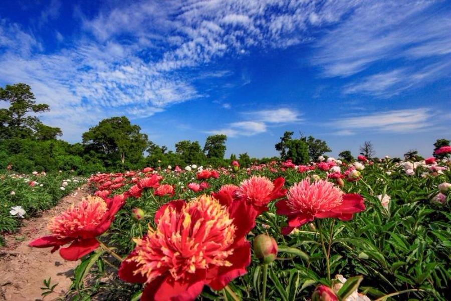 Jilin : les pivoines en fleurs du mont Changbai