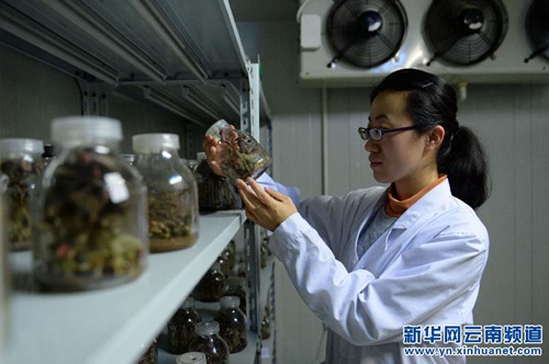 Hainan va construire un centre industriel des semences