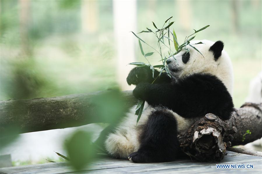 Une campagne de financement participatif pour planter du bambou pour les pandas