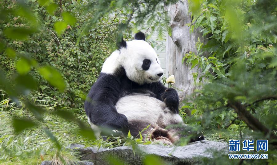 Lancement d'un concours pour baptiser quatre bébés pandas mâles