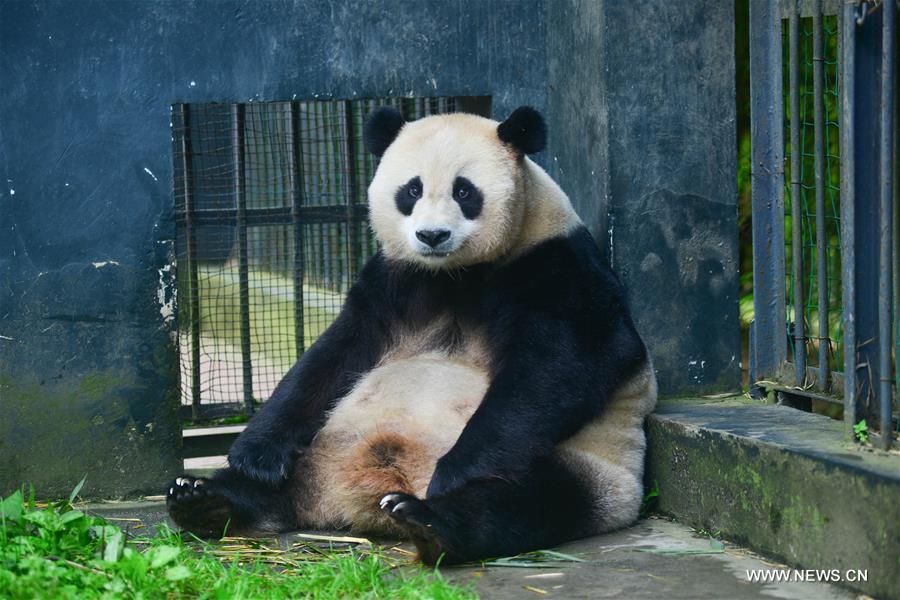 Chine : premiers pandas jumeaux nés d'une mère captive et d'un père sauvage