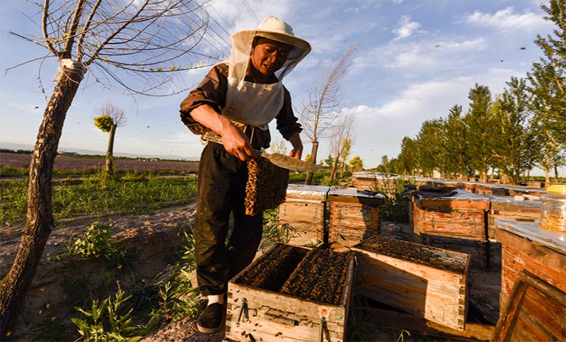 Les secrets de la réussite d'un apiculteur du Xinjiang