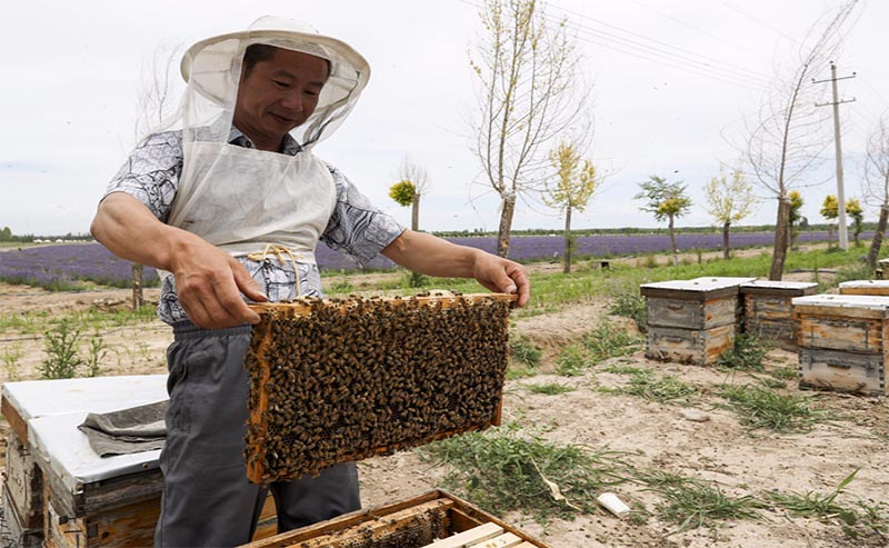 Les secrets de la réussite d'un apiculteur du Xinjiang